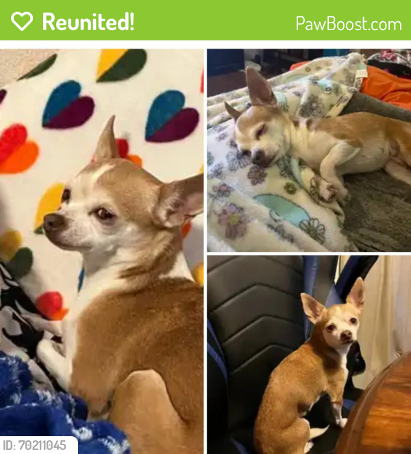 Reunited Female Dog last seen Waterhill lane and Boothbay Way, Fort Worth, TX 76179
