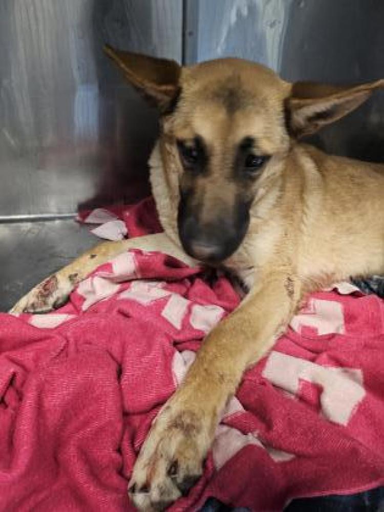Shelter Stray Female Dog last seen El Paso County, TX 79928, Fort Bliss, TX 79906