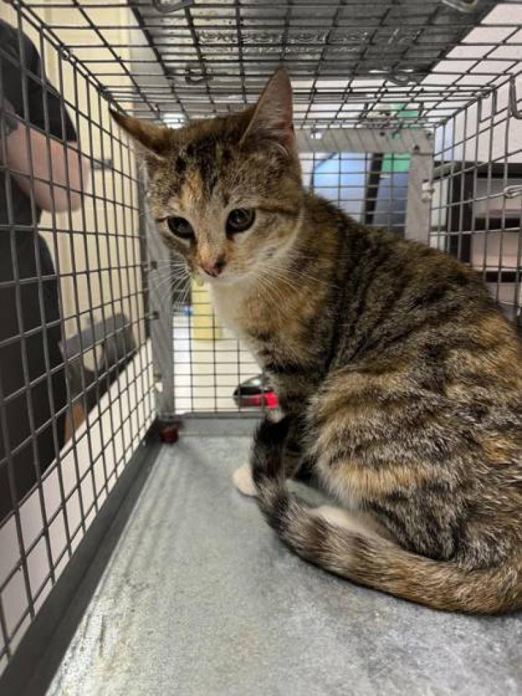 Shelter Stray Female Cat last seen Near Glenmore Ave, 70806, LA, Baton Rouge, LA 70820