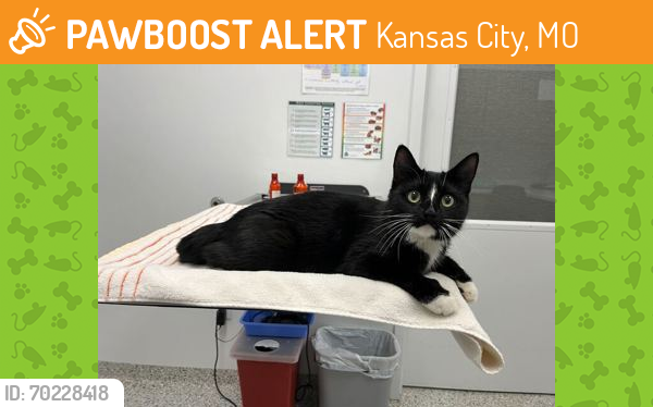 Shelter Stray Female Cat last seen Near E 42nd Street, 64133, MO, Kansas City, MO 64132