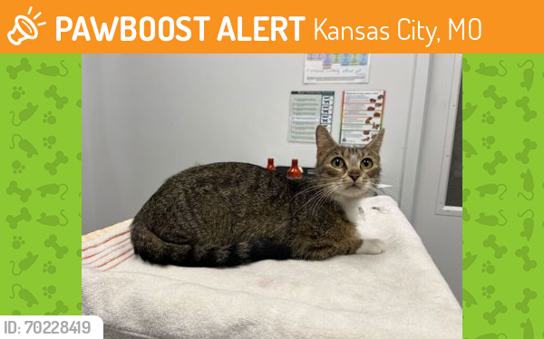 Shelter Stray Female Cat last seen Near E 42nd Street, 64133, MO, Kansas City, MO 64132