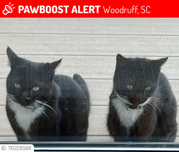 Lost Male Cat last seen Woodruff, SC, Woodruff, SC 29388