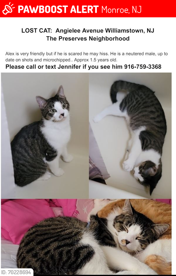 Lost Male Cat last seen Corner of Angielee and Josie , Monroe, NJ 08094