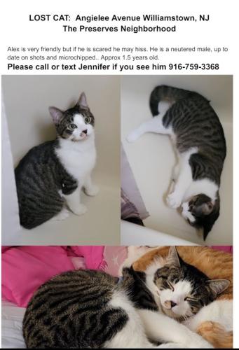 Lost Male Cat last seen Corner of Angielee and Josie , Monroe, NJ 08094
