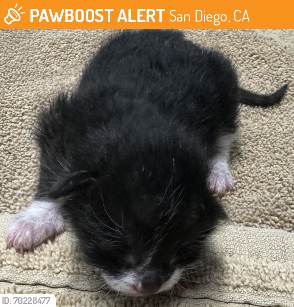 Shelter Stray Male Cat last seen Apt 503,508 E Mission Avenue, Escondido, CA, 92025, San Diego, CA 92110