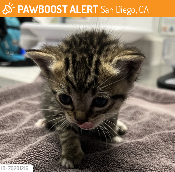 Shelter Stray Female Cat last seen Near La Honda Drive, Escondido, CA, 92027, San Diego, CA 92110