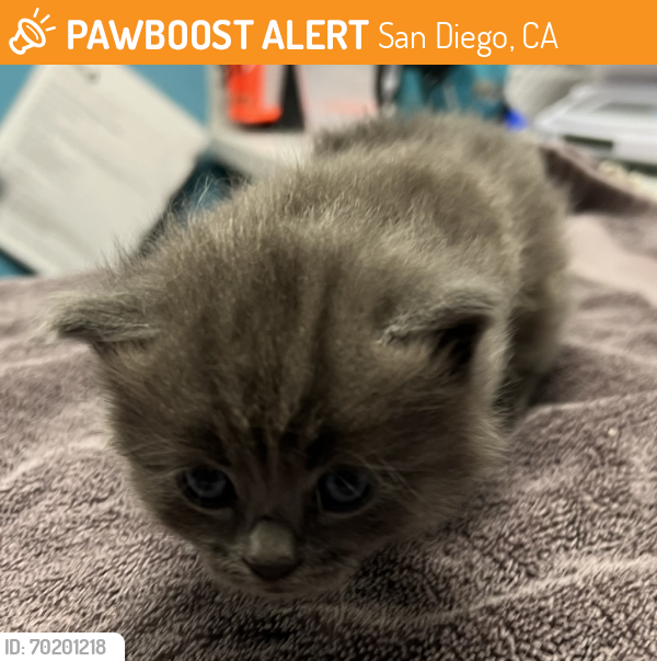 Shelter Stray Male Cat last seen Near La Honda Drive, Escondido, CA, 92027, San Diego, CA 92110