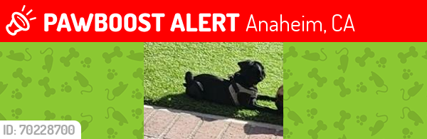 Lost Female Dog last seen La Palma Ave, Anaheim, CA 92806