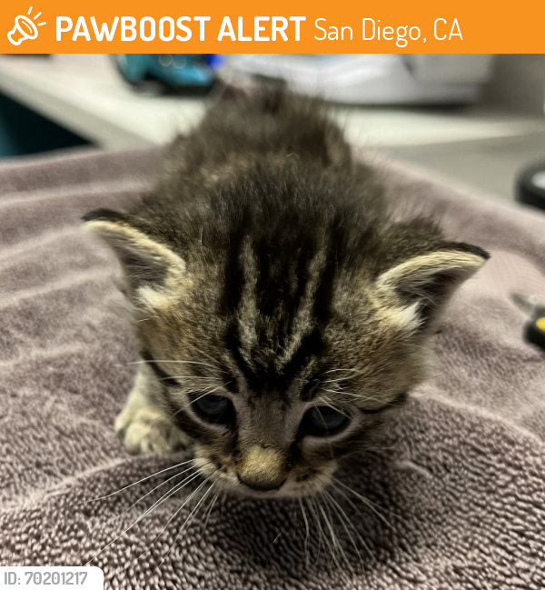 Shelter Stray Male Cat last seen Near La Honda Drive, Escondido, CA, 92027, San Diego, CA 92110
