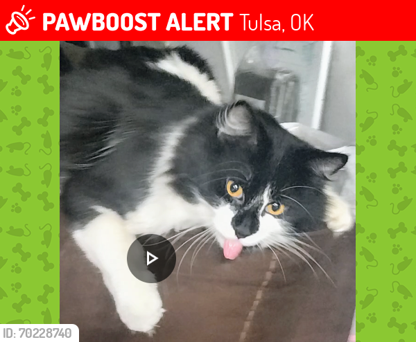 Lost Male Cat last seen 61st and peoria , Tulsa, OK 74136