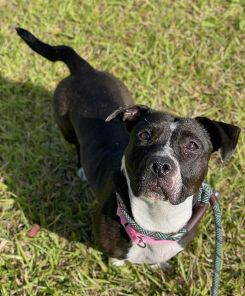 Shelter Stray Female Dog last seen Near BLOCK NW 26 ST, LAUDERHILL, FLORIDA, Davie, FL 33312