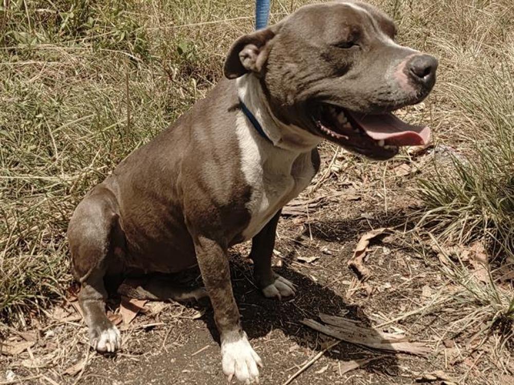Shelter Stray Female Dog last seen Near BLOCK NW 9 AV, POMPANO BEACH FL 33060, Davie, FL 33312