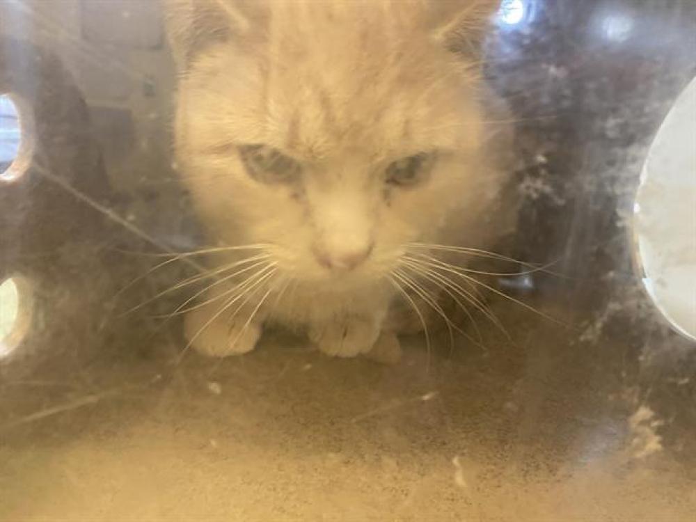 Shelter Stray Unknown Cat last seen Near BLOCK S 2200, West Valley City, UT 84120