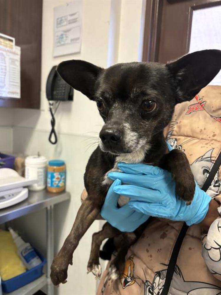 Shelter Stray Male Dog last seen ROSEDALE HWY/PATHWAY,BAKERSFIELD,CA, Bakersfield, CA 93307