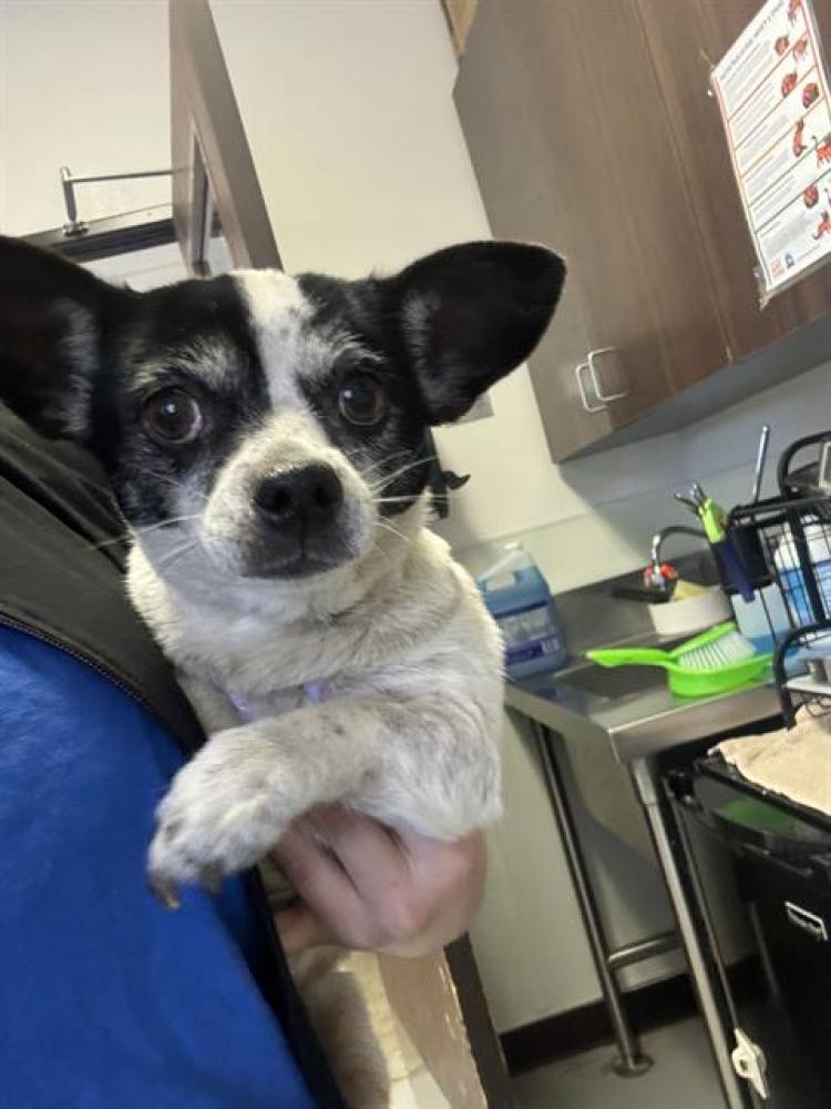 Shelter Stray Female Dog last seen ROSEDALE HWY/PATHWAY,BAKERSFIELD,CA, Bakersfield, CA 93307
