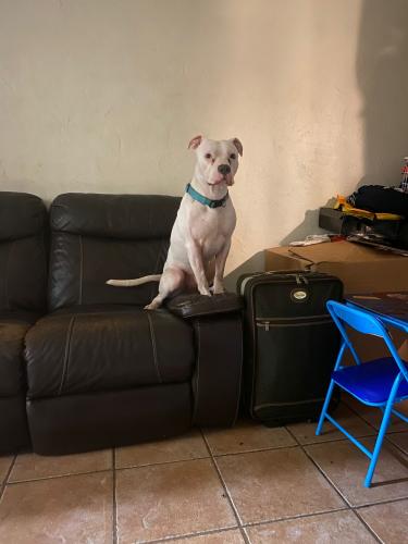 Lost Male Dog last seen Near NE sixth ave, Miami, FL 33130
