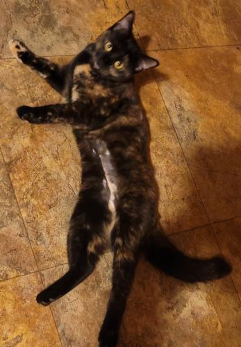 Lost Female Cat last seen 12 Mile & Gratiot , Roseville, MI 48066