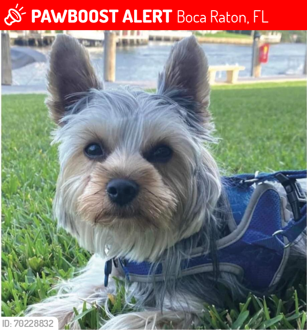 Lost Female Dog last seen Near , Boca Raton, FL 33434
