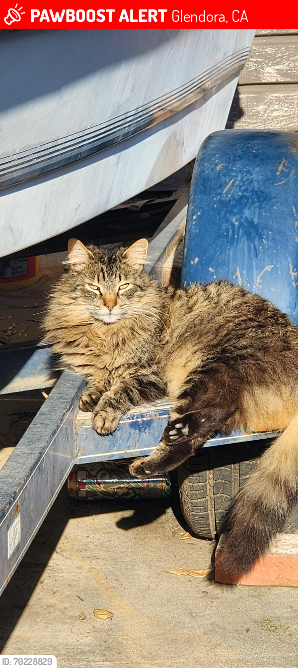 Lost Male Cat last seen Grand and Bennett, Glendora , Glendora, CA 91741
