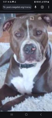 Lost Male Dog last seen I don't know, Cleburne, TX 76031