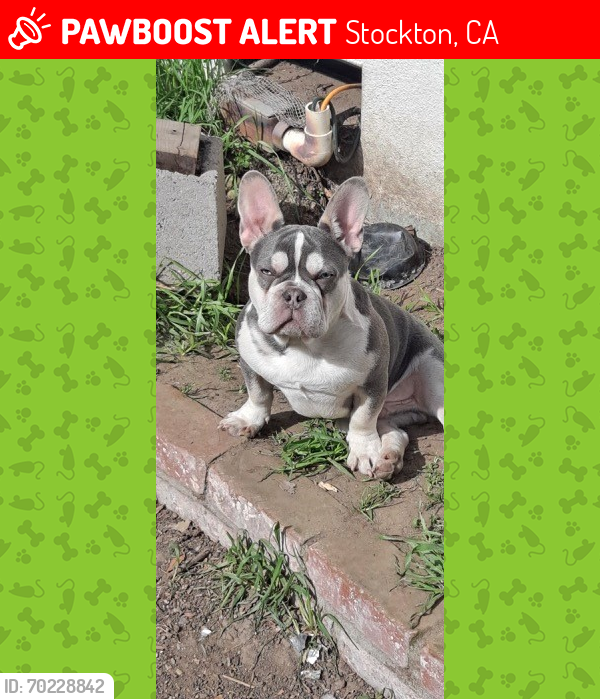 Lost Male Dog last seen ben holt and Alexandria , Stockton, CA 95207