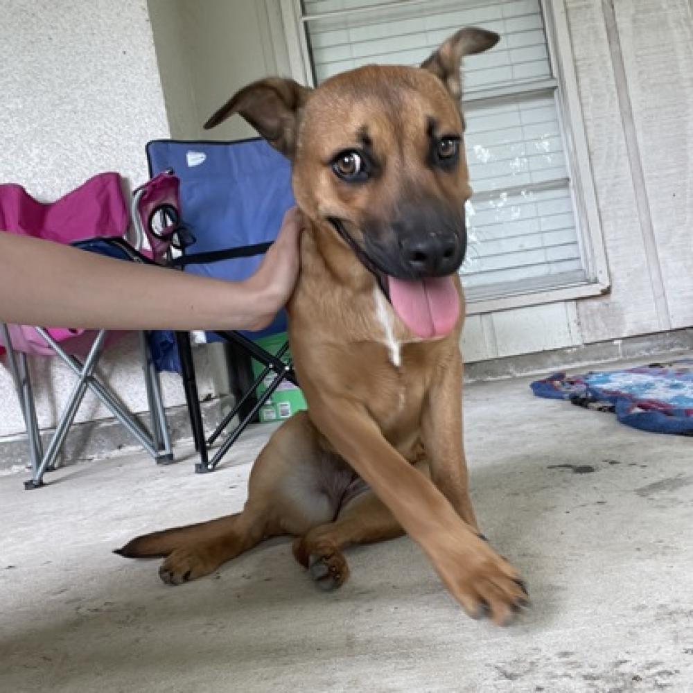 Shelter Stray Female Dog last seen San Antonio, TX 78245, San Antonio, TX 78229