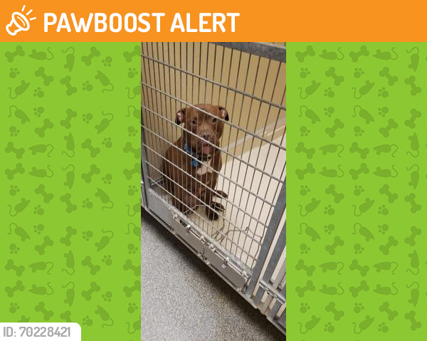 Shelter Stray Male Dog last seen Hamilton, OH 45013, West Chester Township, OH 45011