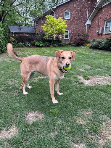Lost Male Dog last seen Emerywood Forest near Chestnut and Nottingham, High Point, NC 27262