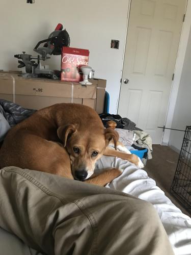 Lost Female Dog last seen Badgett Sisters Pkwy, Yanceyville, Caswell County, NC 27379