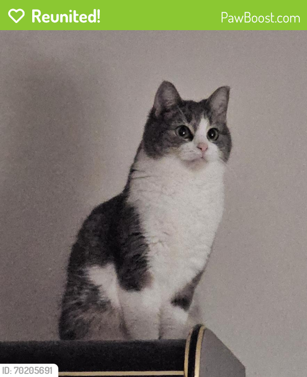 Reunited Female Cat last seen Valley Hill Rd and Lamar Hutcheson Pkwy, Riverdale, GA 30274