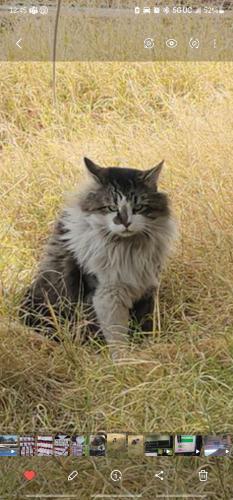 Lost Male Cat last seen Twain and Ruth Dr., Las Vegas, NV 89108