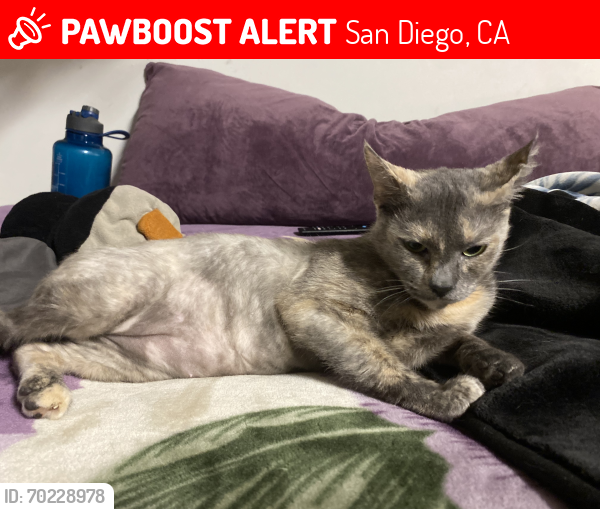 Lost Female Cat last seen National Av and Newton, San Diego, CA 92113