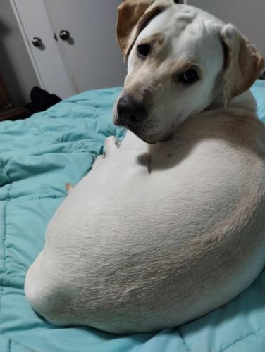 Lost Female Dog last seen S NEW FLORISSANT AND HWY 270, Florissant, MO 63031