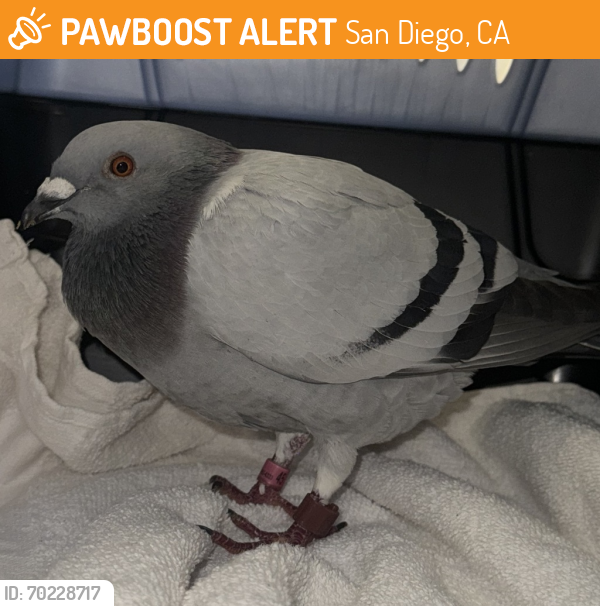 Shelter Stray Male Bird last seen Near Beven Drive, Escondido, CA, 92027, San Diego, CA 92110