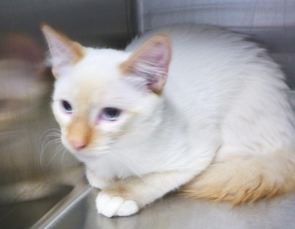 Shelter Stray Male Cat last seen Near Jenkins Road, DUSON, LA, 70529, Lafayette, LA 70507