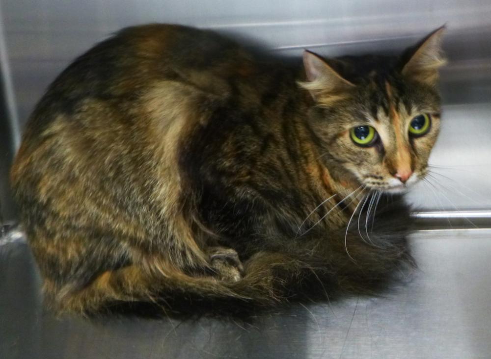 Shelter Stray Female Cat last seen Near Jenkins Road, DUSON, LA, 70529, Lafayette, LA 70507