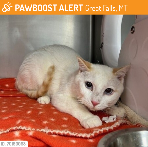 Shelter Stray Male Cat last seen Near Block 3rd Avenue S, GREAT FALLS, MT, 59405, Great Falls, MT 59401
