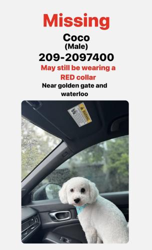 Lost Male Dog last seen Myran ave 95240, Stockton, CA 95205