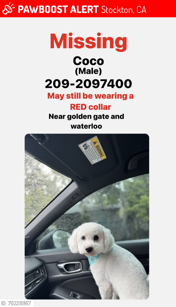Lost Male Dog last seen Myran ave 95240, Stockton, CA 95205