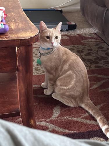 Lost Male Cat last seen Delaney and coors Where is where is there a picture of him?, Albuquerque, NM 87120