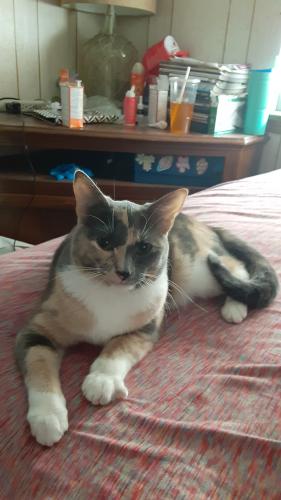 Lost Female Cat last seen Integris hosp, Oklahoma City, OK 73119