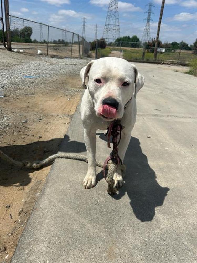 Shelter Stray Male Dog last seen Near BLK CHESTER AV, BAKERSFIELD, CA, Bakersfield, CA 93307