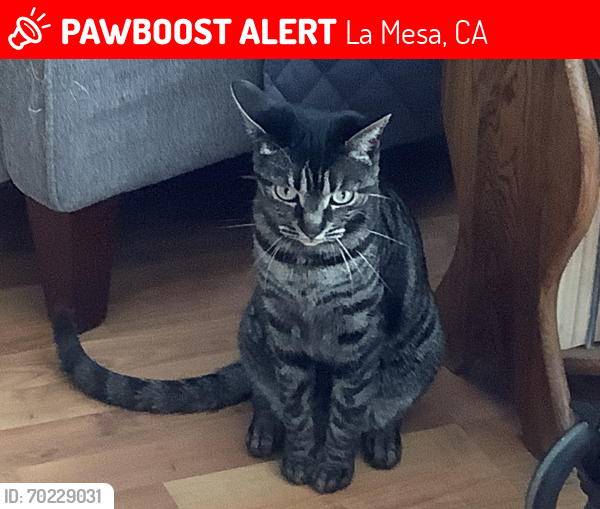 Lost Female Cat last seen Lake Murray blvd and. Dugan ave, La Mesa, CA 91942