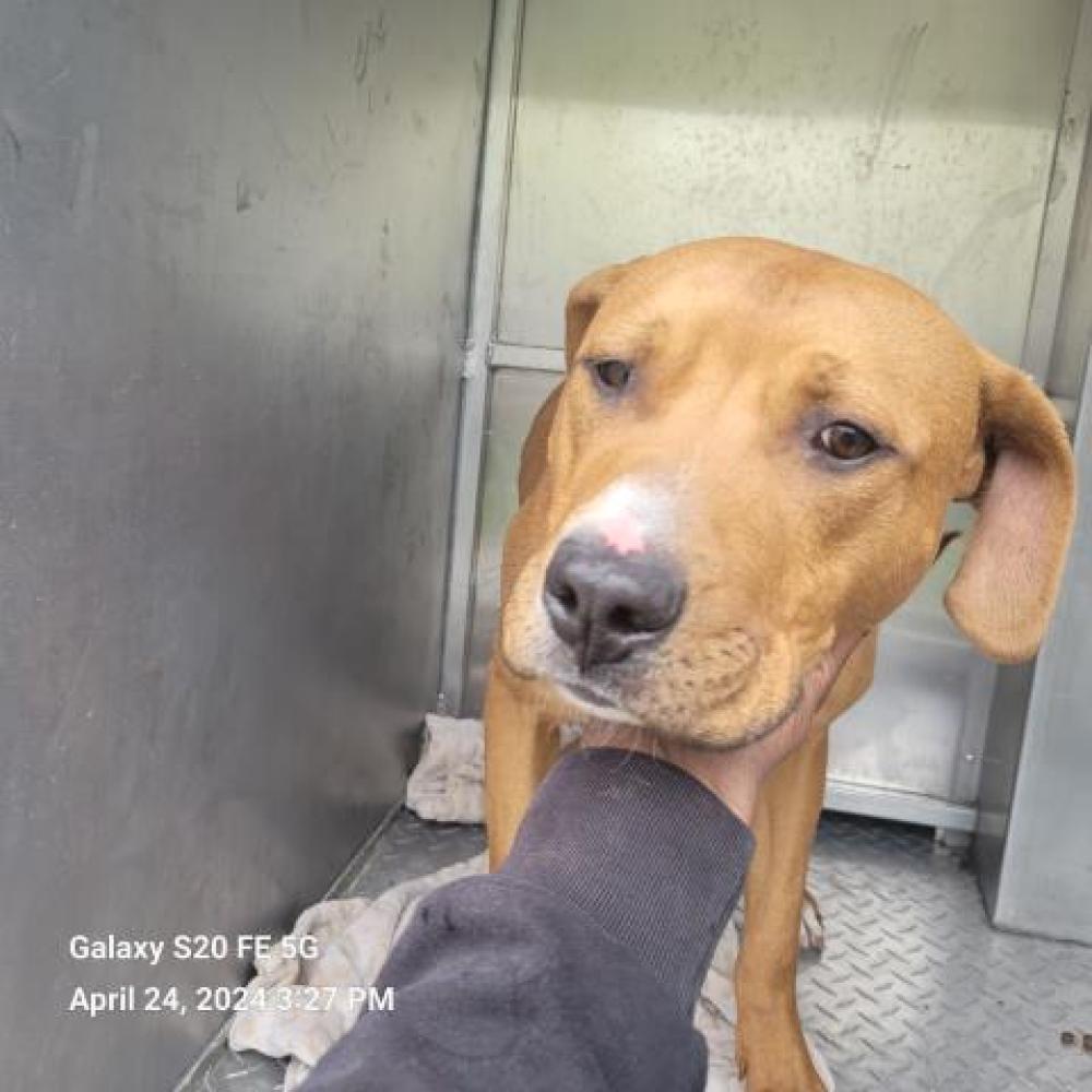 Shelter Stray Male Dog last seen Near BLOCK W LANTZ ST, DETROIT, MI 48203, Detroit, MI 48211
