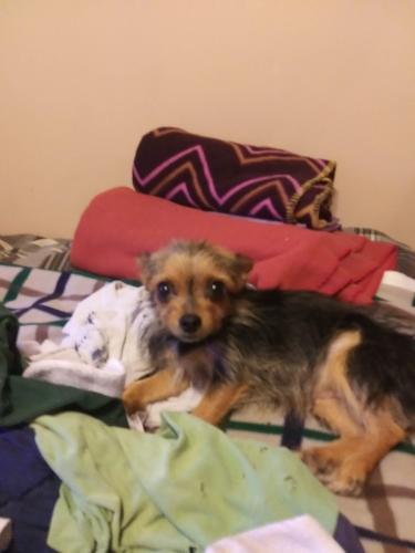 Lost Female Dog last seen 5th Street and 16th Ave , Gainesville, FL 32601