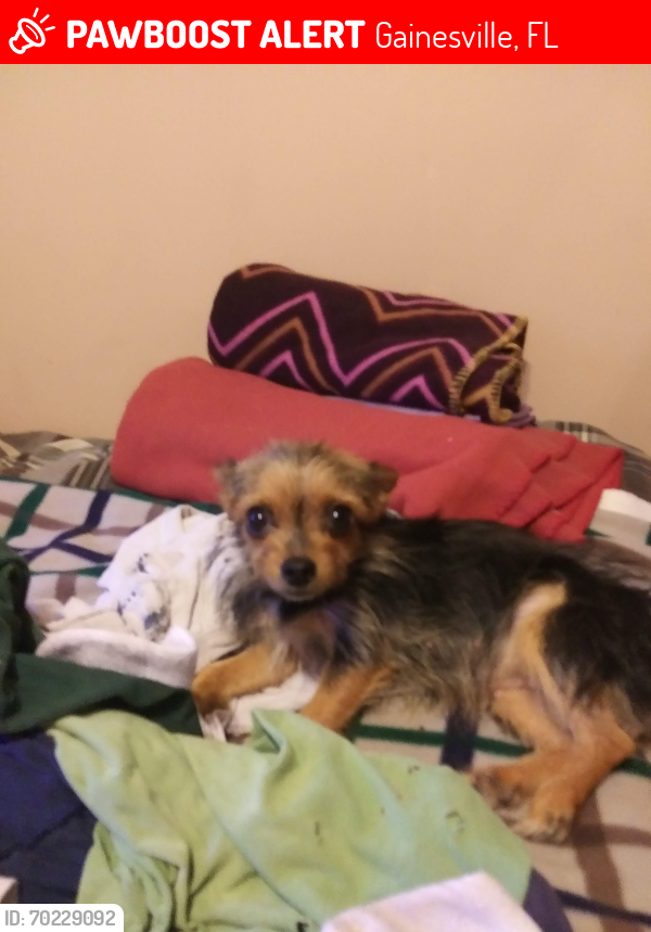 Lost Female Dog last seen 5th Street and 16th Ave , Gainesville, FL 32601