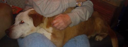 Lost Male Dog last seen Tower Rd~Dr, Salisbury, NC 28146