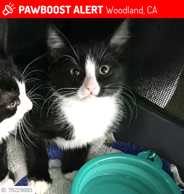 Lost Male Cat last seen Tyler Pl and Eisenhower Dr., Woodland, CA 95776