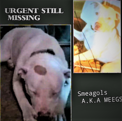 Lost Male Dog last seen Near Samara Dr., Somerset, KY 42503