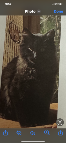 Lost Male Cat last seen July lane Boerne Tx. , Boerne, TX 78006